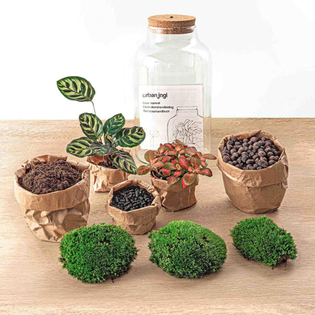 Livraison plante Kit Terrarium DIY - MILA