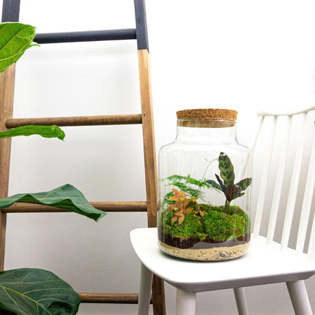 Livraison plante Kit Terrarium DIY - MILA