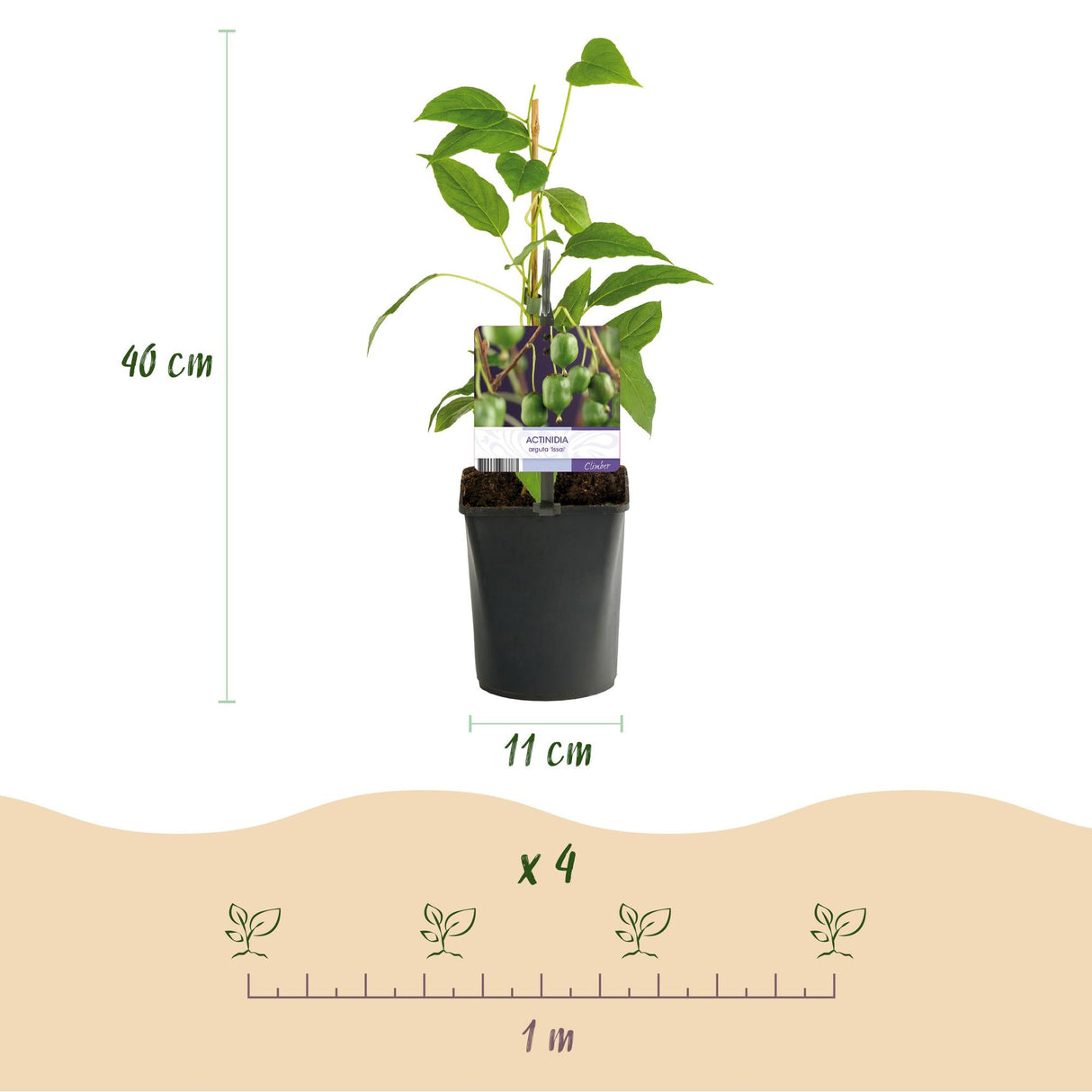 Livraison plante Kiwi Actinidia arguta Issai – Lot de 2 – Pot 11 cm