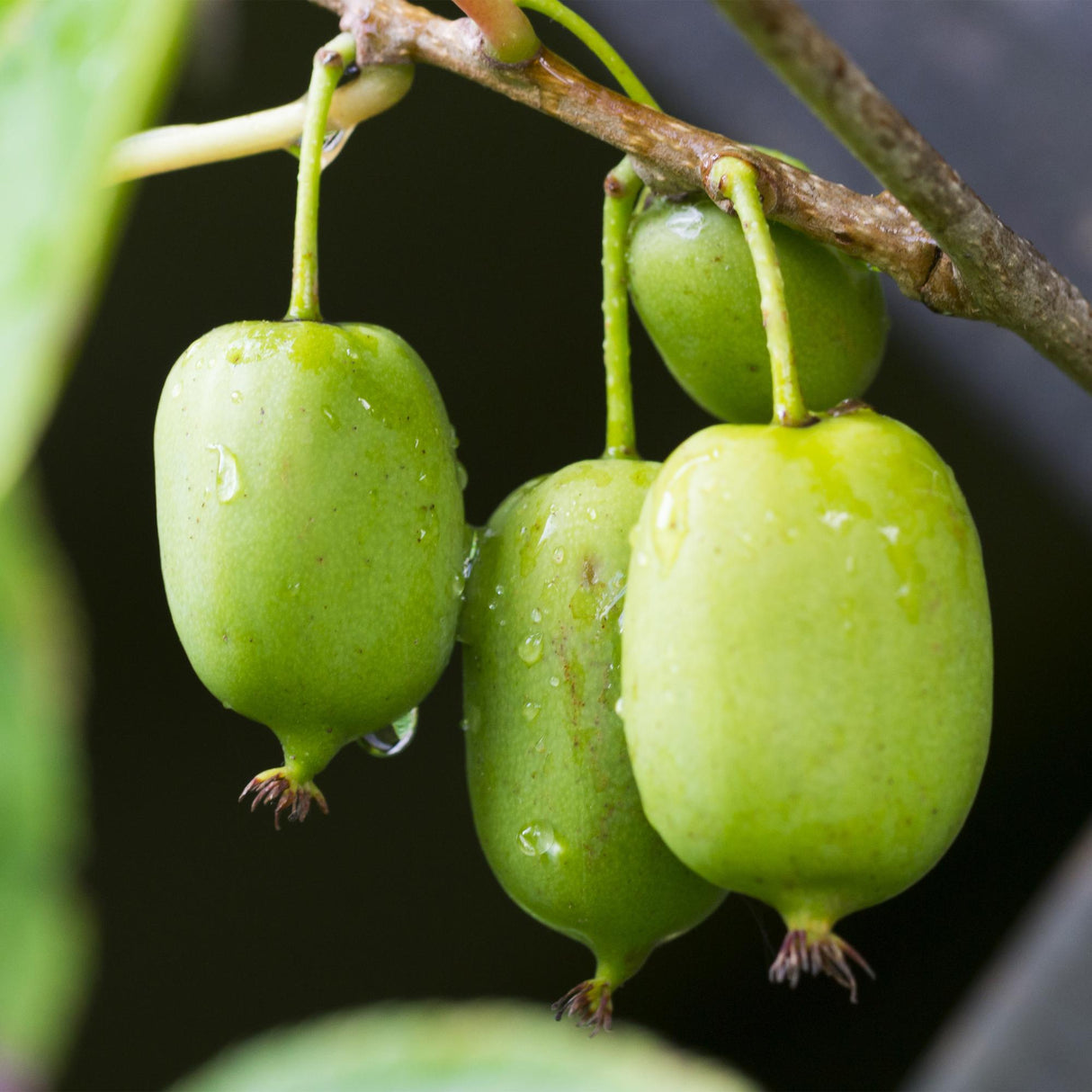 Livraison plante Kiwi Actinidia arguta Issai – Lot de 2 – Pot 11 cm