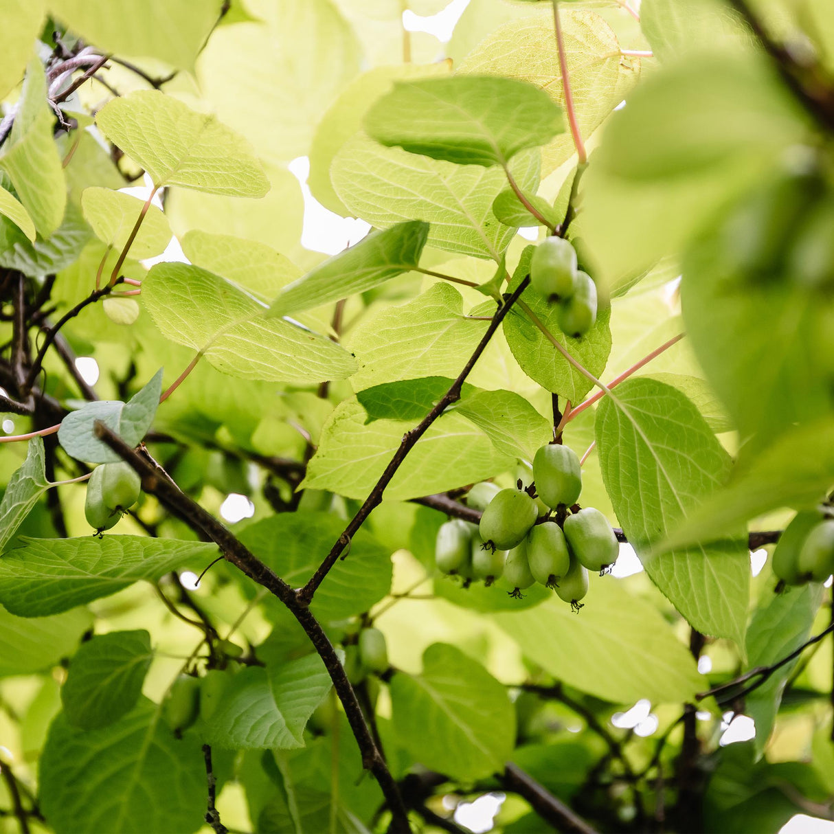 Livraison plante Kiwi Actinidia arguta Issai – Lot de 2 – Pot 11 cm