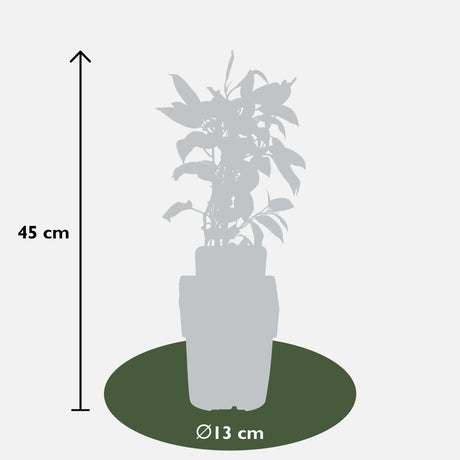 Livraison plante Kiwi arguta Issai - arbuste fruitier