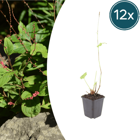 Livraison plante La renouée rouge