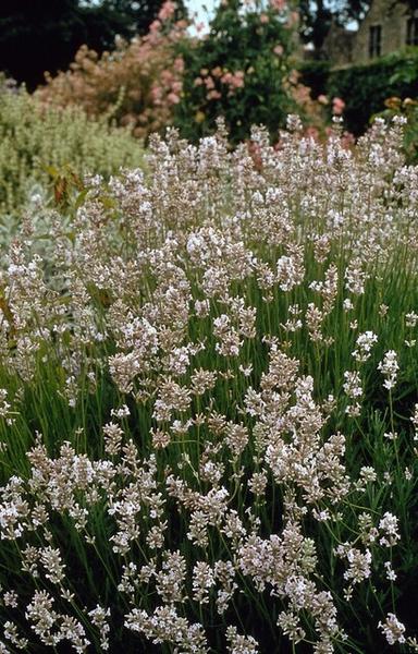 Livraison plante Lavande Edelweiss