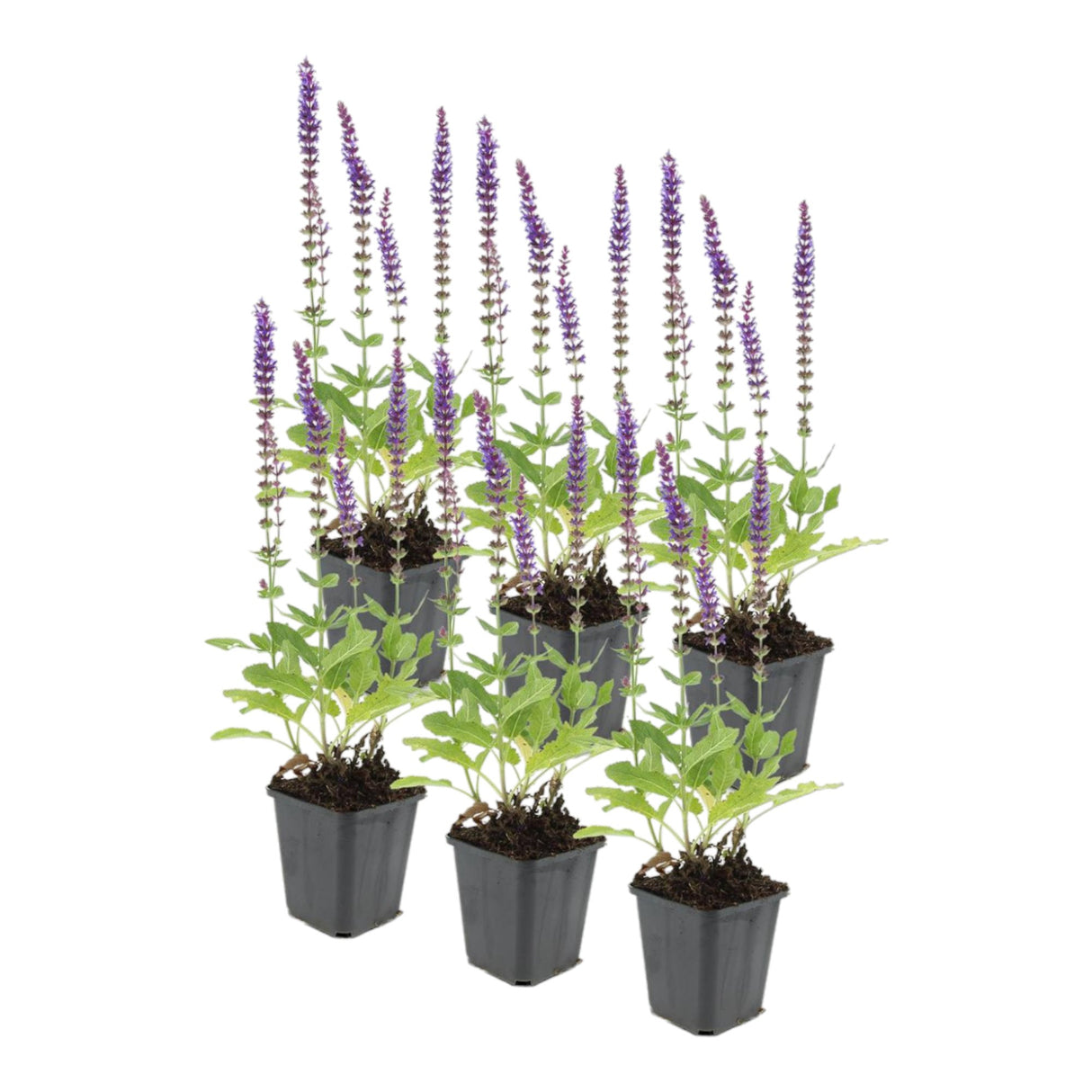 Livraison plante Lavande 'Ostfriesland' - Lot de 6