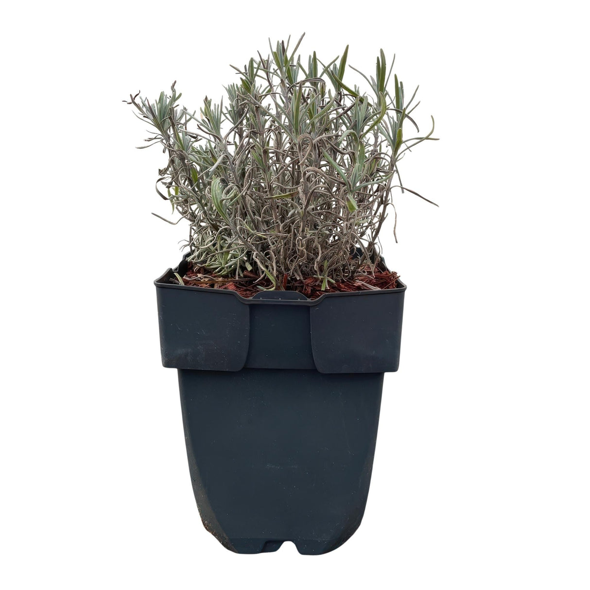 Livraison plante Lavandula Hidcote – Lot de 6 – Pot 17 cm – Hauteur 30 cm
