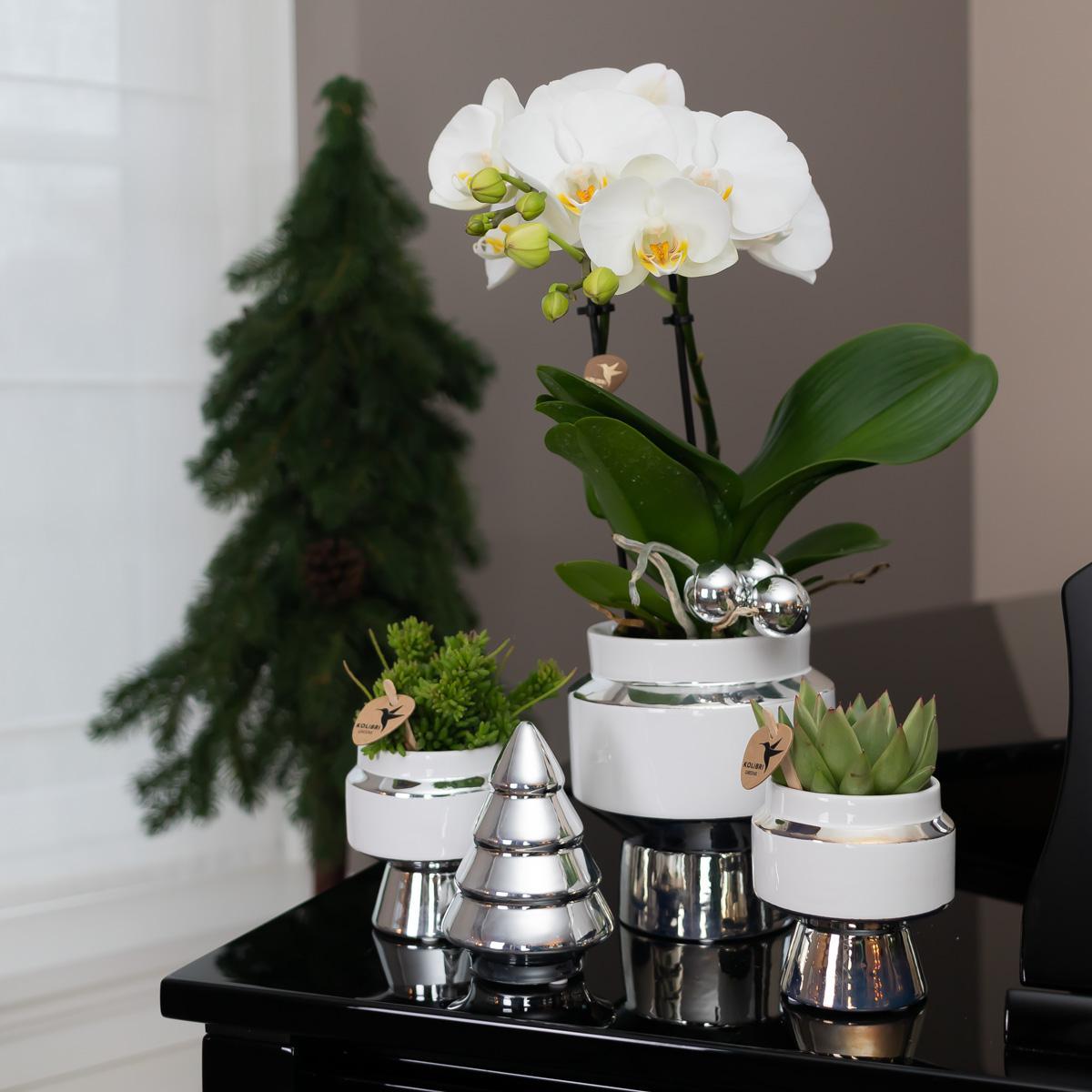 Livraison plante Le Chic - Pot décoratif en céramique blanche