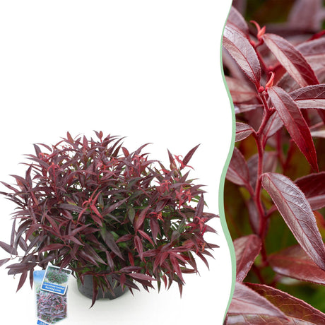 Livraison plante Leucothoe Burning Love – Pot 17 cm – Hauteur 45 cm