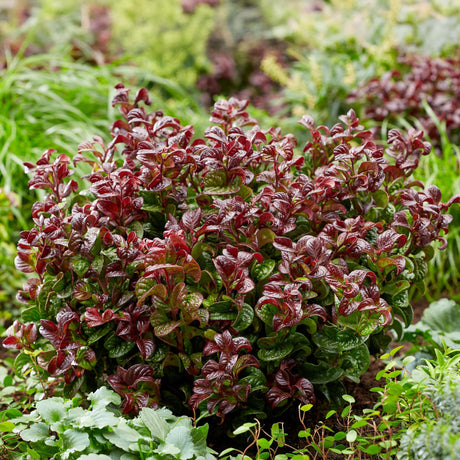 Livraison plante Leucothoe Curly Red – Lot de 1 – Pot 17 cm – Hauteur 40 cm