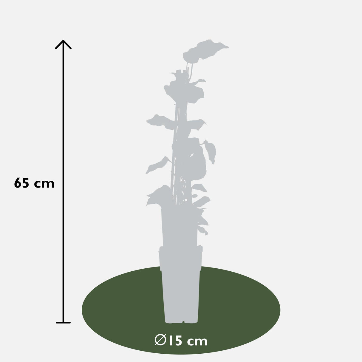 Livraison plante Lierre grimpant extérieur