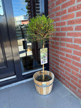 Livraison plante Ligustrum delavayanum – Lot de 1 – Pot 19 cm – Hauteur 90 cm