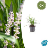 Livraison plante Liriope muscari Monroe White