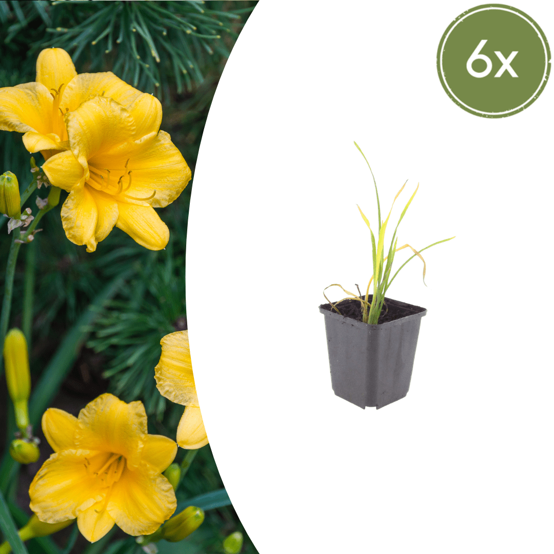 Livraison plante Lis d'un jour Stella de oro