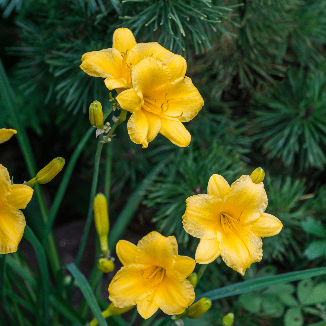 Livraison plante Lis d'un jour Stella de oro