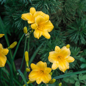 Livraison plante Lis d'un jour Stella de oro