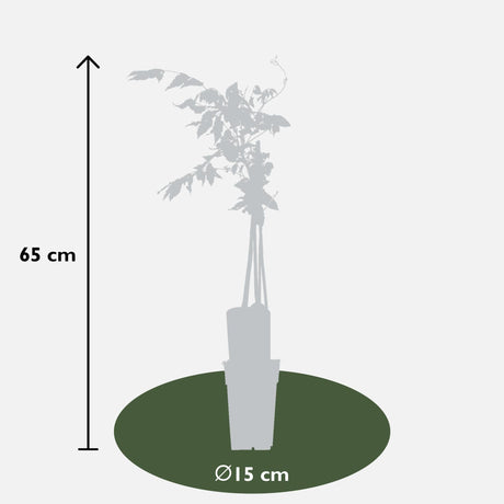 Livraison plante Lot de 2 glycines 'Rosea'