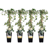 Livraison plante Lot de 4 Lierre Hedera Helix 'Goldheart'