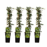 Livraison plante Lot de 4 Lierre Hedera Helix plante d'extérieur