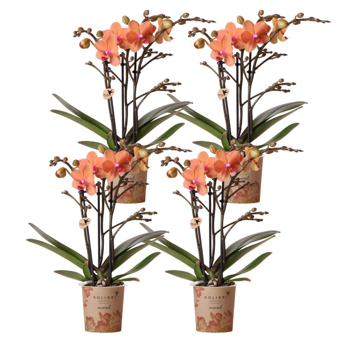 Livraison plante Lot de 4 Orchidées Bolzano orange - Phalaenopsis