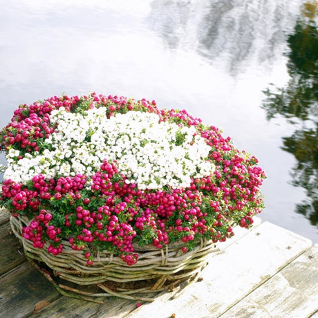 Livraison plante Lot de 6 gaulthéries mucronées blanc - Pernettya mucronata Ø12cm | ↨20cm