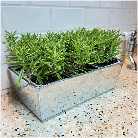 Livraison plante Lot de 6 romarin offincalis, bac inclus