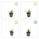 Livraison plante Luzule blanche