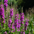 Purple Loosestrife (Lythrum salicaria) 'Salicaire'