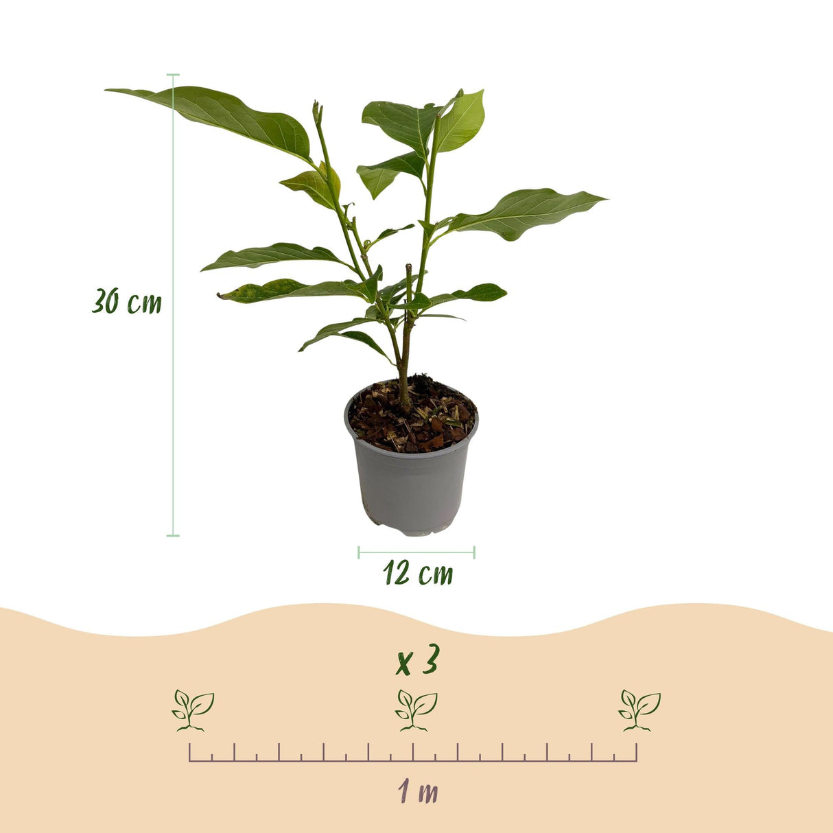 Livraison plante Magnolia Betty – Lot de 1 – Pot 12 cm – Hauteur 30 cm