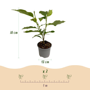 Livraison plante Magnolia Betty – Lot de 1 – Pot 12 cm – Hauteur 30 cm