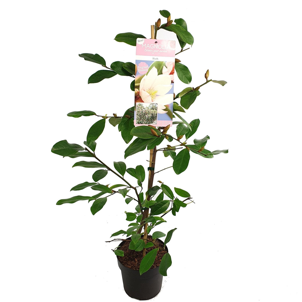 Livraison plante Magnolia 'Fairy Magnolia Blush'®