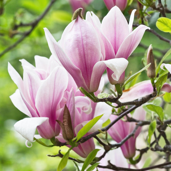 Livraison plante Magnolia George Henry Kern – Pot 12 cm – Hauteur 30 cm