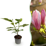 Livraison plante Magnolia Ricki – Lot de 1 – Pot 12 cm – Hauteur 30 cm