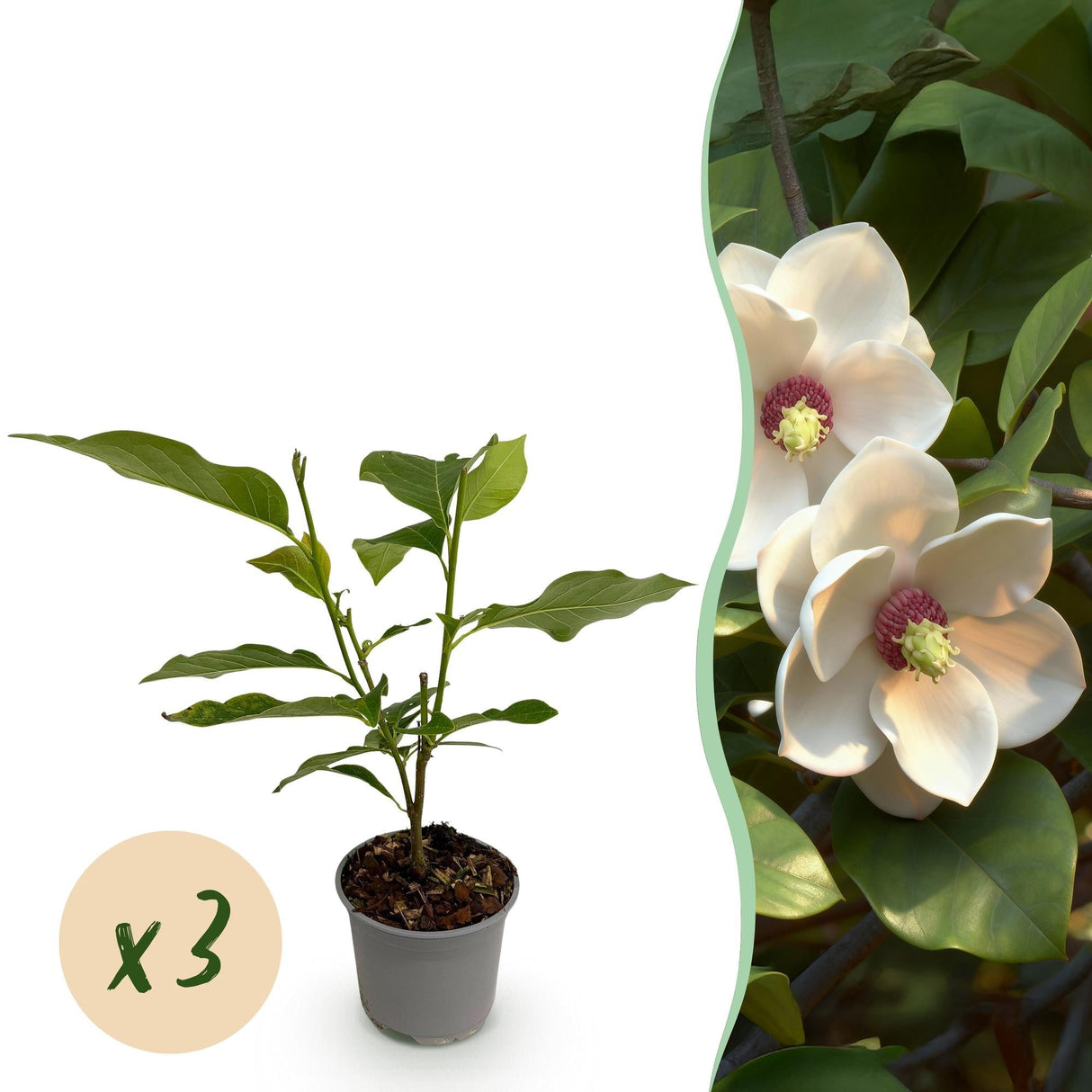 Livraison plante Magnolia sieboldii x1