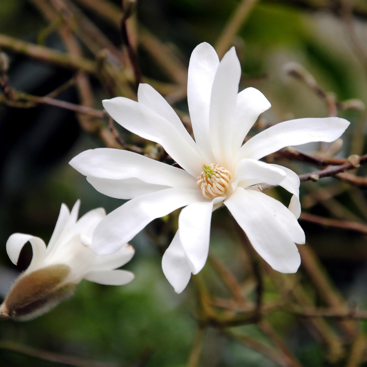 Livraison plante Magnolia stellata – Lot de 1 – Pot 12 cm – Hauteur 30 cm