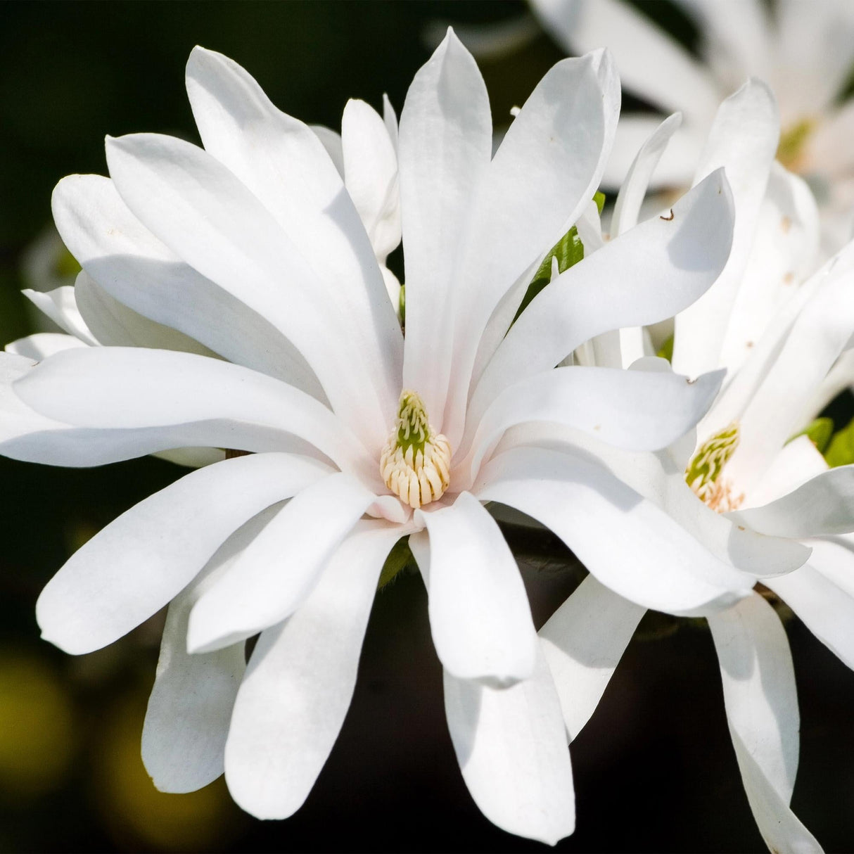 Livraison plante Magnolia stellata – Lot de 1 – Pot 19 cm – Hauteur 90 cm