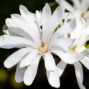 Livraison plante Magnolia stellata – Lot de 1 – Pot 19 cm – Hauteur 90 cm