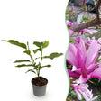 Livraison plante Magnolia Susan x1