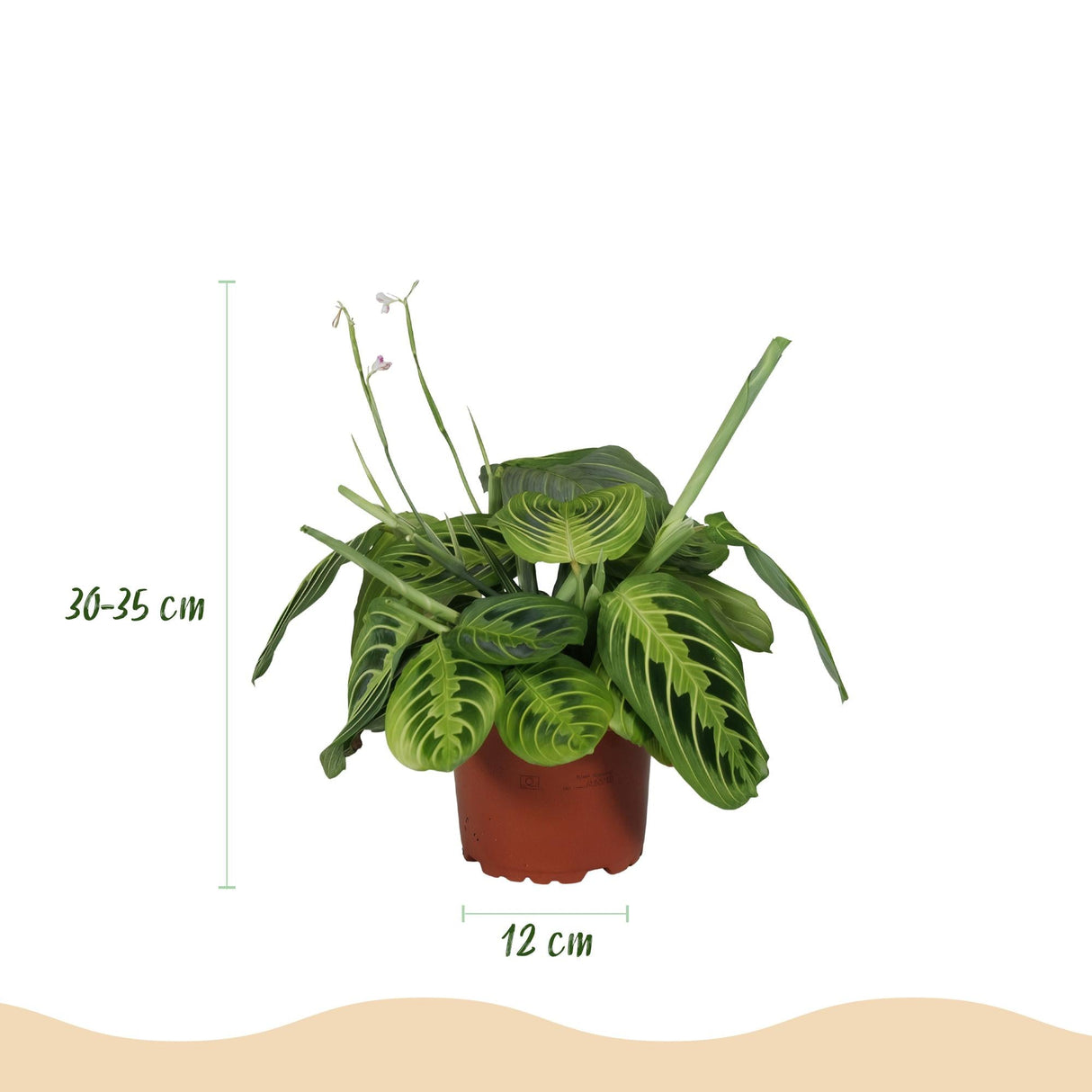 Livraison plante Maranta Fascinator Lemon Lime