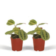 Livraison plante Maranta Fascinator - Lot de 2