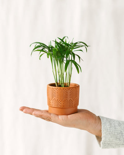 Mini Parlor Palm