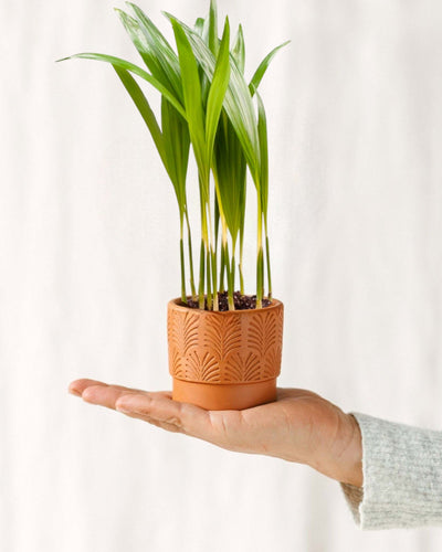Mini Areca Palm