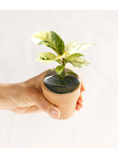 Compact Ficus Elastica Schrijveriana - Miniature Rubber Plant for Indoor Gardening