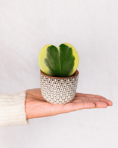Mini Hoya heart variegata