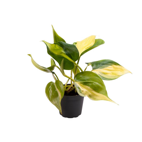 Livraison plante Mini Philodendron Scandens Brasil