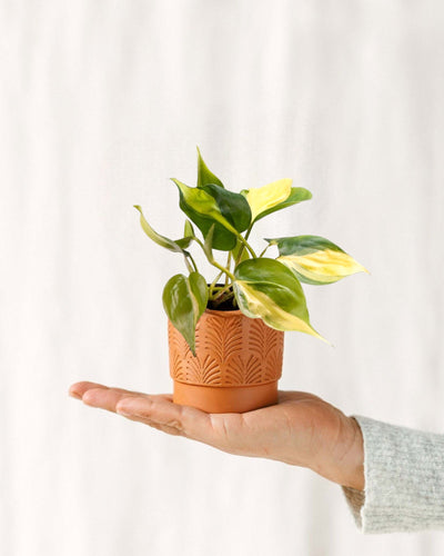 Mini Philodendron Scandens Brasil Variegated Climbing Plant