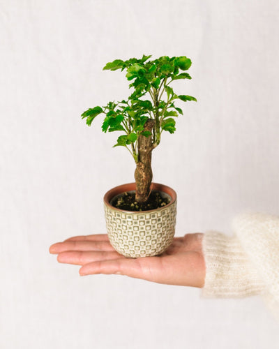 Miniature Polyscias