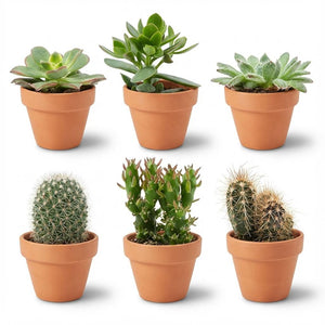 Livraison plante Mix Cactus & Succulentes