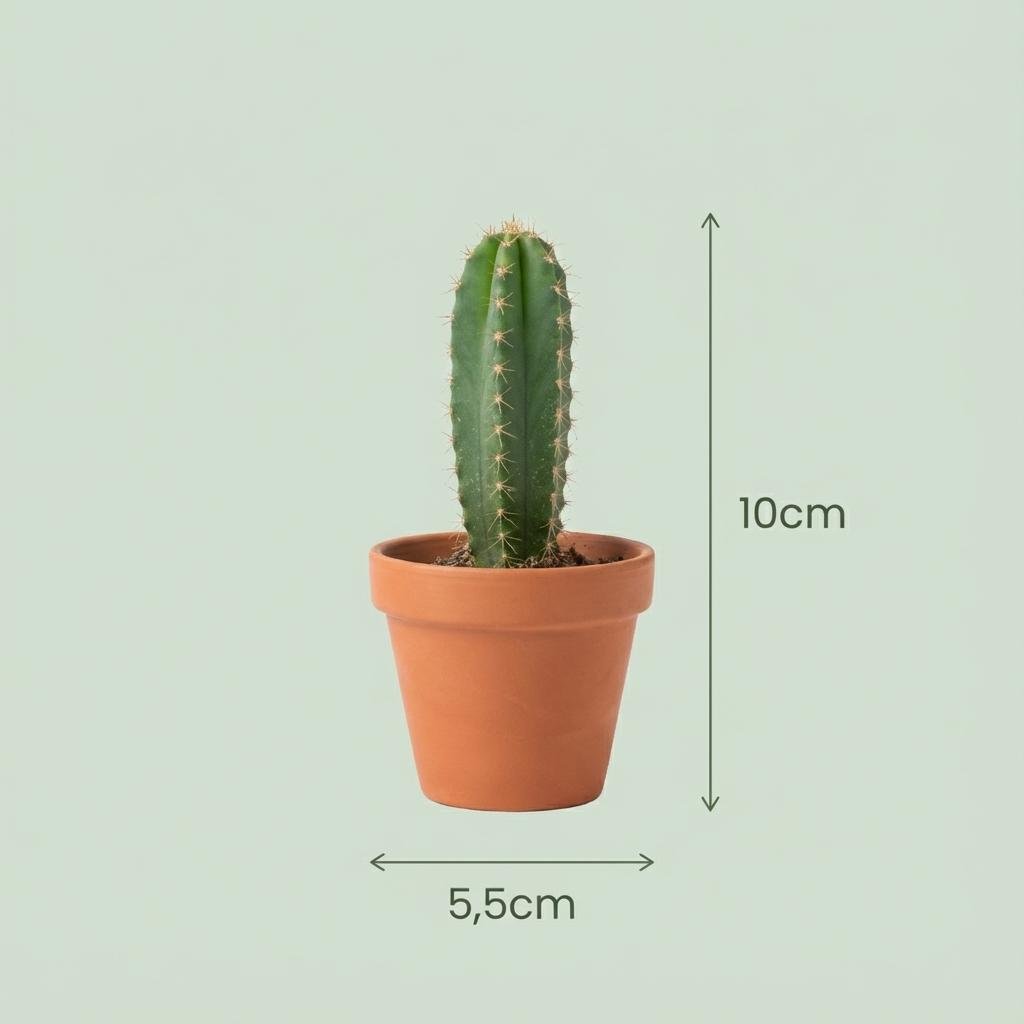 Livraison plante Mix Cactus & Succulentes