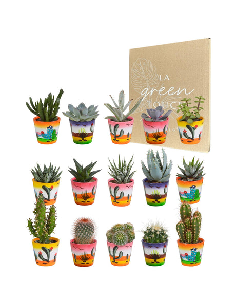 Livraison plante Mix de 15 cactus et leurs caches - pots colorés h13cm