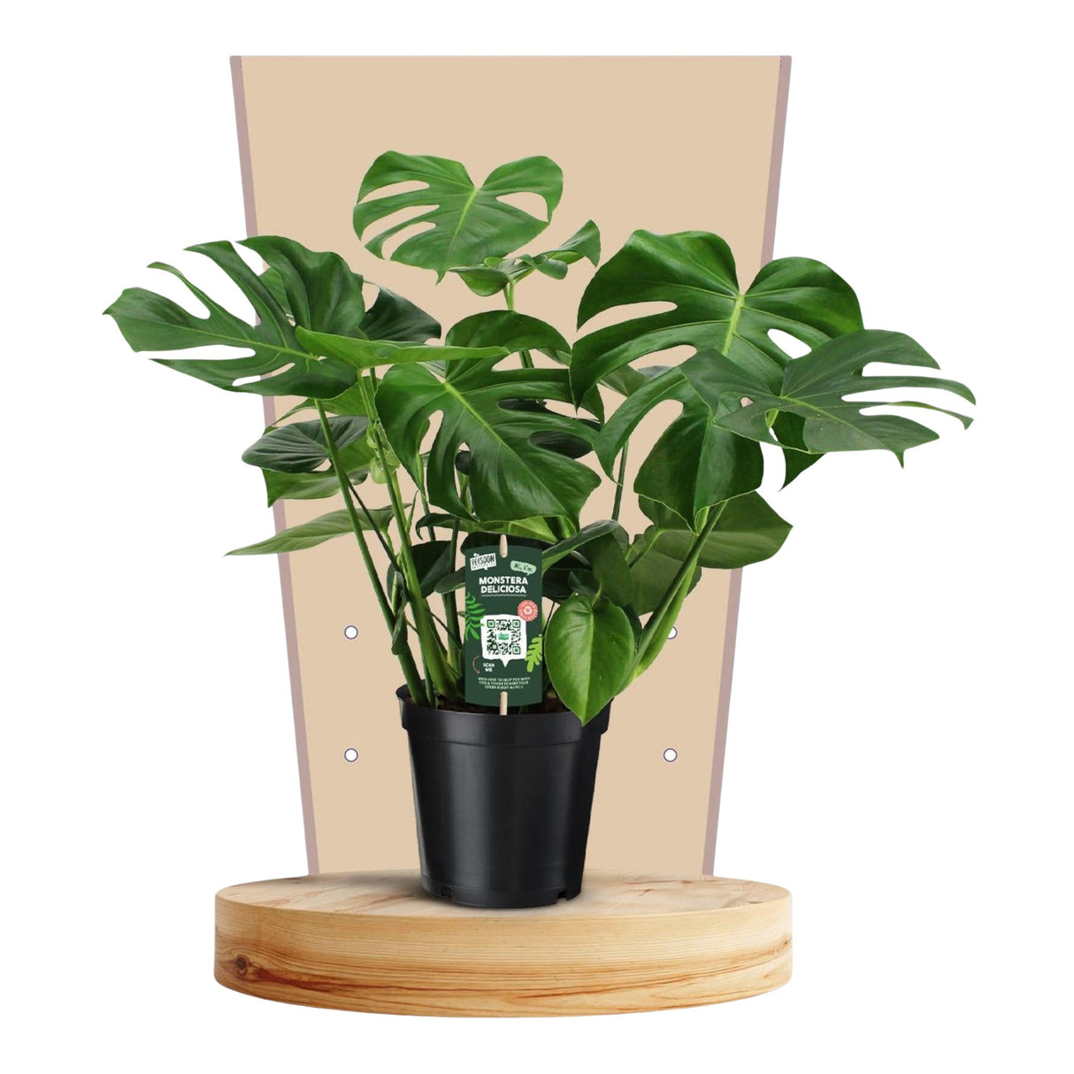 Livraison plante Monstera Deliciosa 21